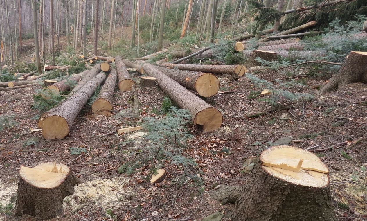 Вячеслав Мархаев выступил против сплошной вырубки леса на Байкале